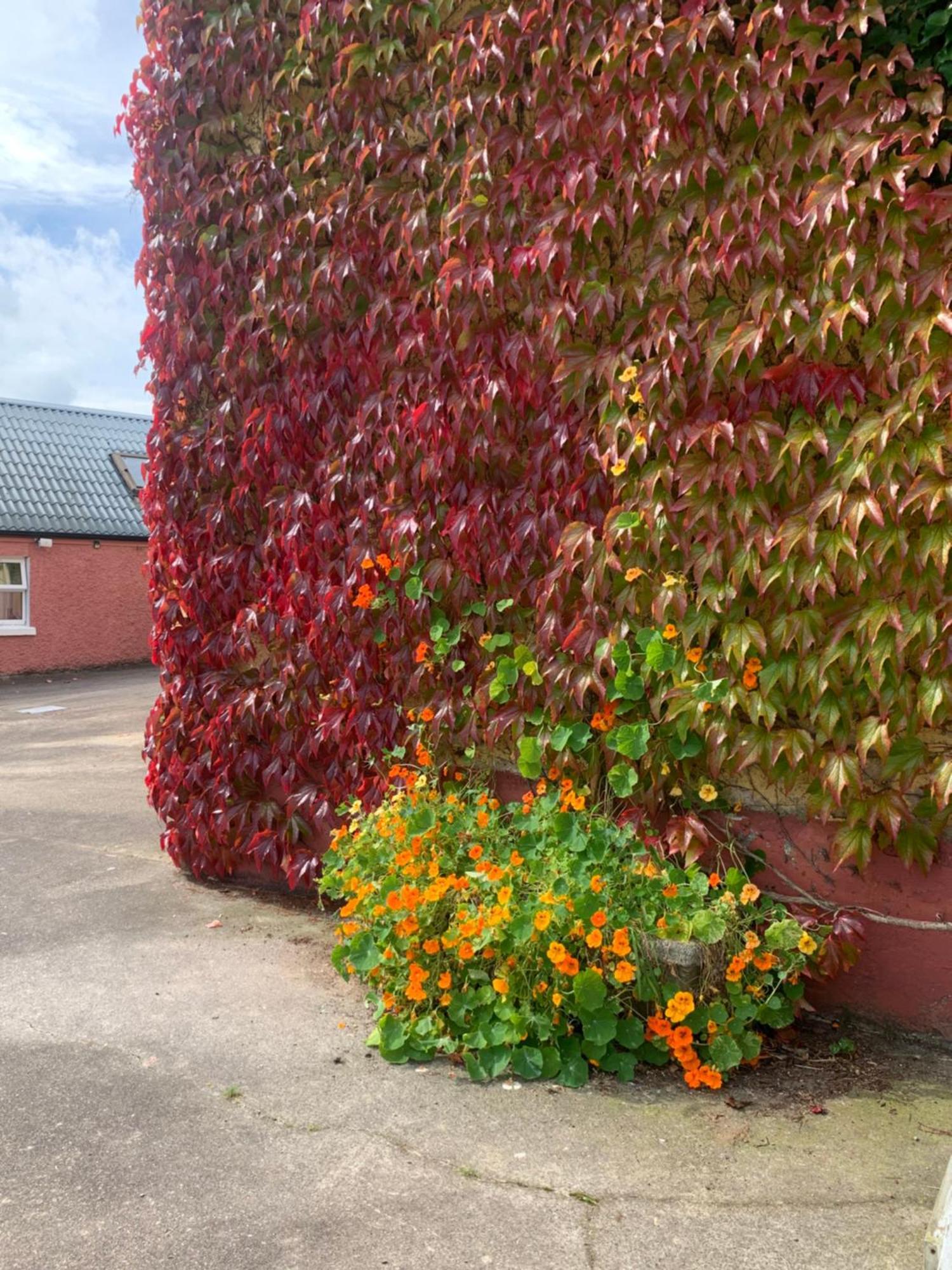 Wisteria Cottage Ballyconnell  Dış mekan fotoğraf